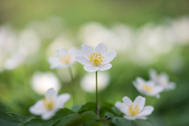 Ahşap şakayık (Anemone nemorosa) veya Sylvie anemone