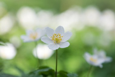 Ahşap şakayık (Anemone nemorosa) veya Sylvie anemone