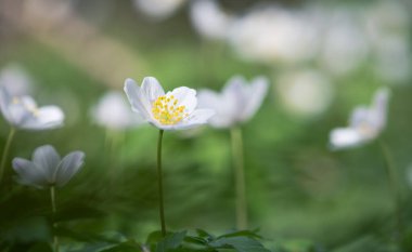 Ahşap şakayık (Anemone nemorosa) veya Sylvie anemone
