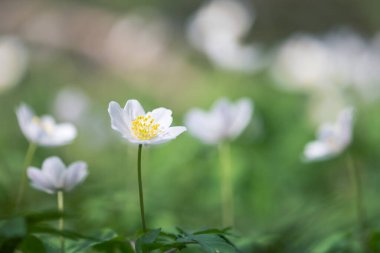 Ahşap şakayık (Anemone nemorosa) veya Sylvie anemone