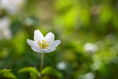 Ahşap şakayık (Anemone nemorosa) veya Sylvie anemone