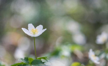 Ahşap şakayık (Anemone nemorosa) veya Sylvie anemone