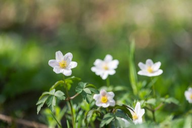 Ahşap şakayık (Anemone nemorosa) veya Sylvie anemone
