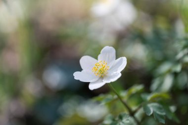 Ahşap şakayık (Anemone nemorosa) veya Sylvie anemone