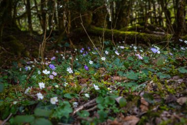 Anemon hepatikası (Hepatica nobilis), karaciğer otu, böbrek otu veya pennywort, ilkbaharda ormanda çiçekler