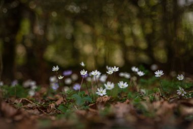 Anemon hepatikası (Hepatica nobilis), karaciğer otu, böbrek otu veya pennywort, ilkbaharda ormanda çiçekler