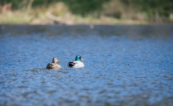 冬天在湖上有两只野鸭 — 图库照片