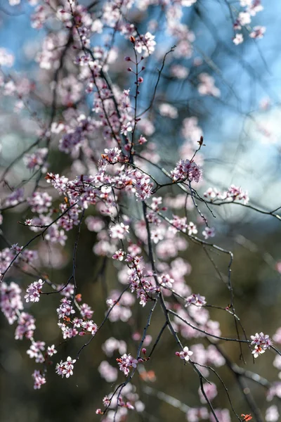 Piękne Drzewo Kwitnące Wiosną Selektywne Skupienie — Zdjęcie stockowe