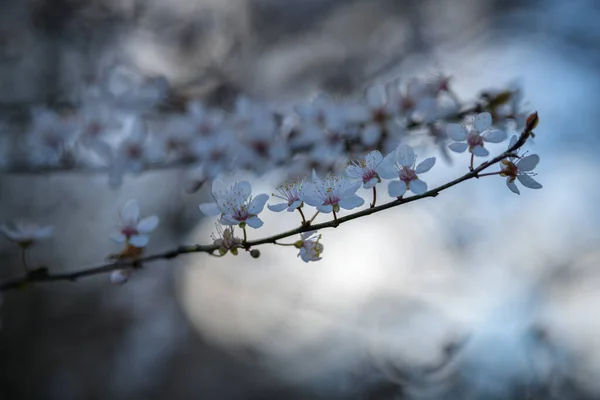 stock image Beautiful blossom tree in spring time, selective focus