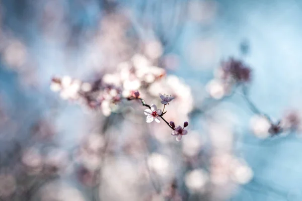 Schöner Blütenbaum Frühling Selektiver Fokus — Stockfoto