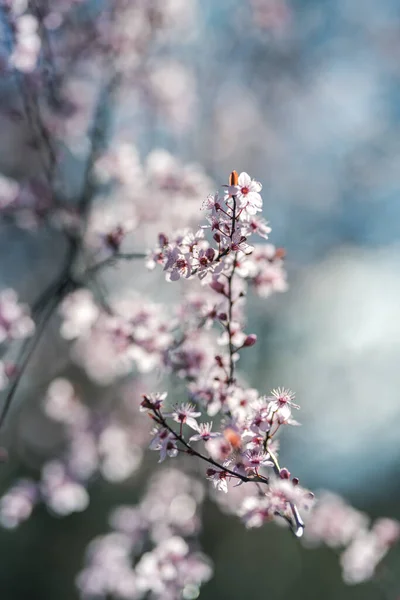 Bel Arbre Fleurs Printemps Mise Point Sélective — Photo