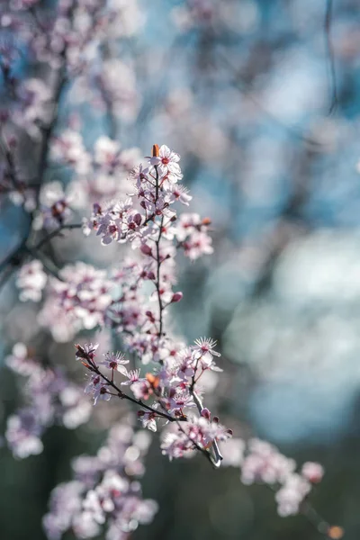 Schöner Blütenbaum Frühling Selektiver Fokus — Stockfoto