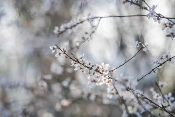 Piękne Drzewo Kwitnące Wiosną Selektywne Skupienie — Zdjęcie stockowe