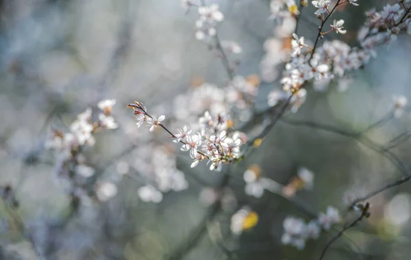 stock image Beautiful blossom tree in spring time, selective focus