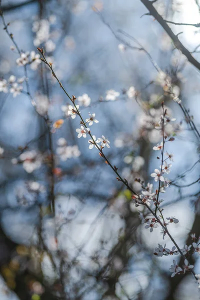 Bahar Zamanı Güzel Bir Çiçek Ağacı Seçici Bir Odak Noktası — Stok fotoğraf