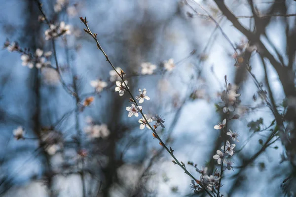 Bela Árvore Flores Primavera Foco Seletivo — Fotografia de Stock