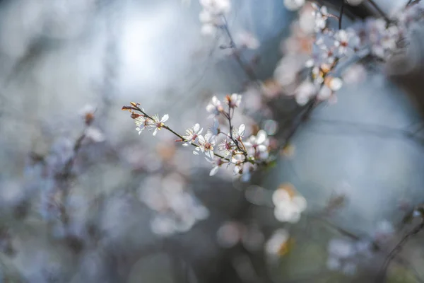 Bahar Zamanı Güzel Bir Çiçek Ağacı Seçici Bir Odak Noktası — Stok fotoğraf
