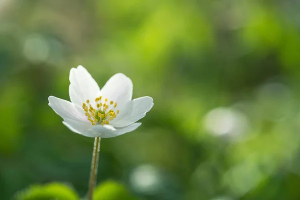 stock image wood anemone (Anemone nemorosa), or Sylvie anemone