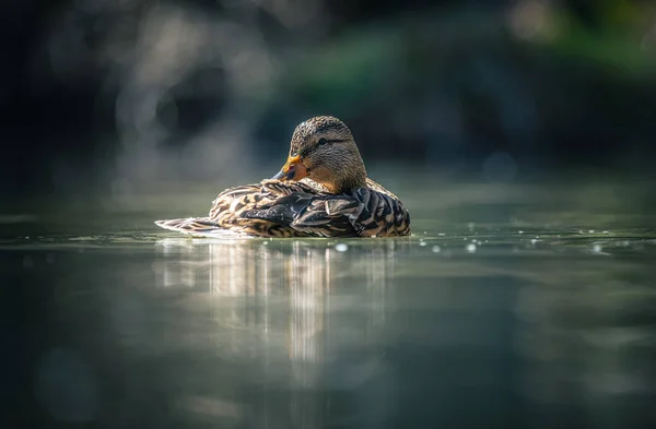 Close Wild Duck Water — Stock Photo, Image