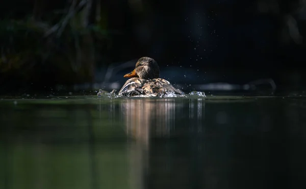 在水面上把一只野鸭关在一起 — 图库照片