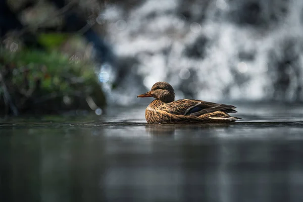 Close Wild Duck Water — Stock Photo, Image