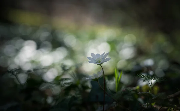 Anemone Hepatica Hepatica Nobilis Liverwort Kidneywort Pennywort Flowers Forest Springtime — Stock Photo, Image