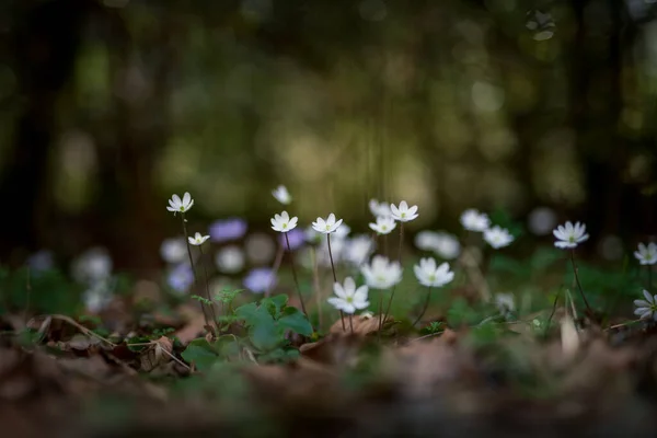 Anemone Hepatica Hepatica Nobilis Liverwort Kidneywort Pennywort Flowers Forest Spring — стоковое фото