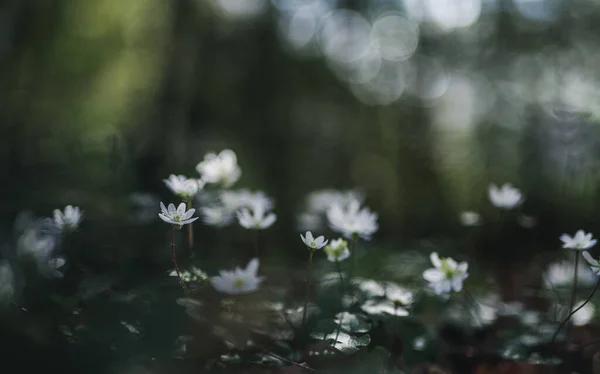 春林中盛开的海葵花 — 图库照片