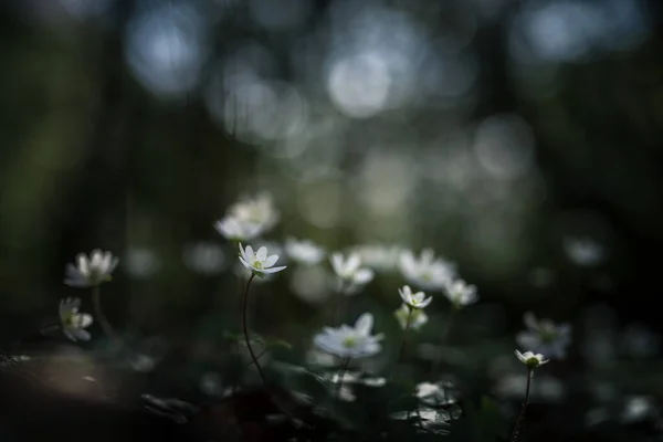 春の森に咲くイソギンチャク — ストック写真