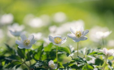 Ahşap şakayık (Anemone nemorosa) veya Sylvie anemone