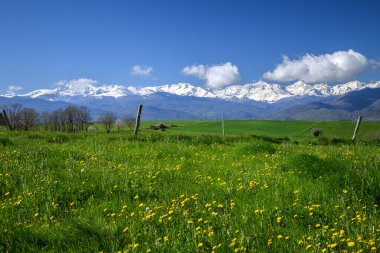 Arkasında Pireneler 'in karla kaplı dağları olan dağlardaki çayır.