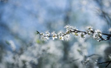 Hawthorn bir dalda çiçek açıyor.