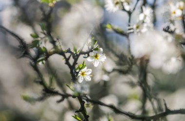 Hawthorn bir dalda çiçek açıyor.