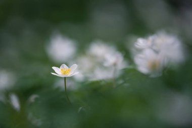 Ahşap şakayık (Anemone nemorosa) veya Sylvie anemone
