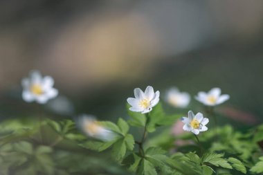Ahşap şakayık (Anemone nemorosa) veya Sylvie anemone