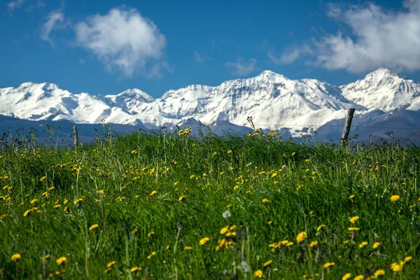 meadow in the mountains with the snow-capped mountain of the Pyrenees in the background