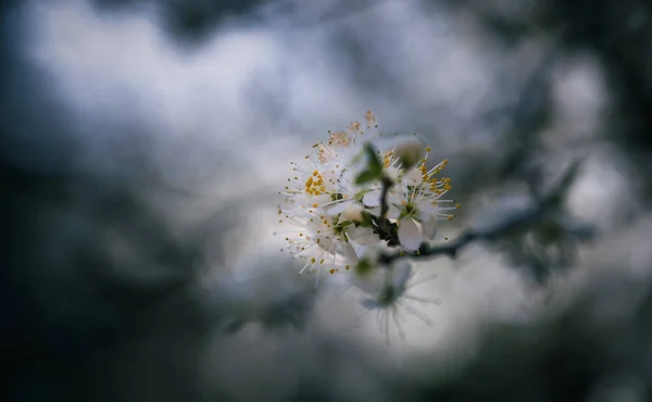 Weißdornblüte Auf Einem Zweig — Stockfoto