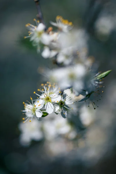 stock image hawthorn blossom on a branch