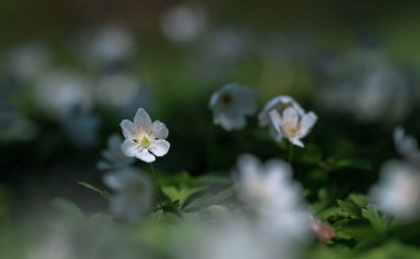 Ahşap şakayık (Anemone nemorosa) veya Sylvie anemone