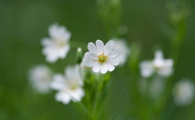 Ahşap şakayık (Anemone nemorosa) veya Sylvie anemone