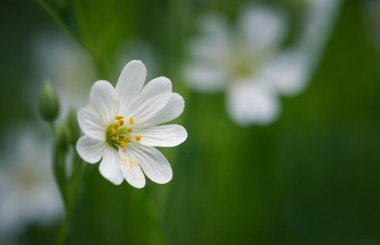 Ahşap şakayık (Anemone nemorosa) veya Sylvie anemone