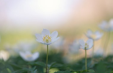 Ahşap şakayık (Anemone nemorosa) veya Sylvie anemone