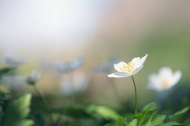 Ahşap şakayık (Anemone nemorosa) veya Sylvie anemone