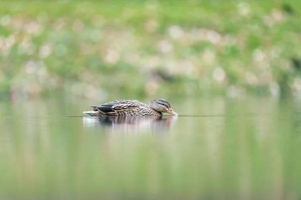 Female Mallard Duck Anas Platyrhynchos Swimming Lake — Stock Photo, Image