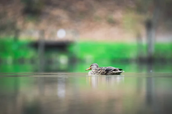 Pato Real Hembra Anas Platyrhynchos Nadando Lago —  Fotos de Stock