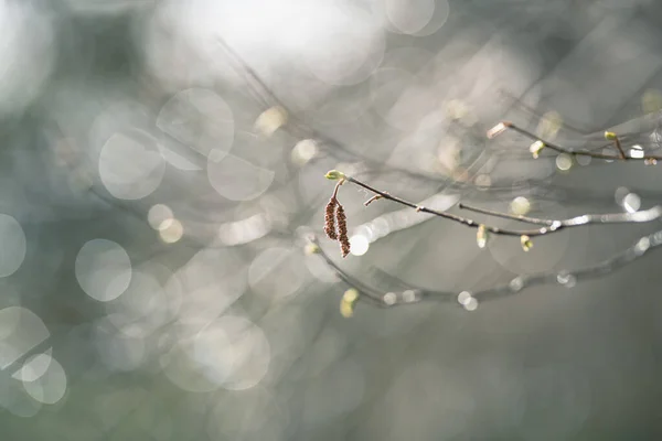 Regentropfen Auf Den Ästen Der Bäume Wald Zeitigen Frühling — Stockfoto