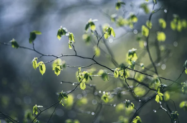 Gotas Chuva Nos Galhos Das Árvores Floresta Início Primavera — Fotografia de Stock