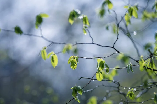 Gotas Chuva Nos Galhos Das Árvores Floresta Início Primavera — Fotografia de Stock