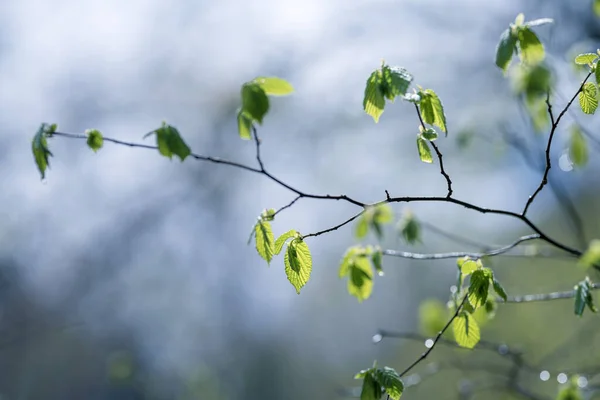 Kapky Deště Větvích Stromů Lese Jaře — Stock fotografie