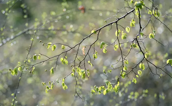 Regendruppels Takken Van Bomen Het Bos Het Vroege Voorjaar — Stockfoto